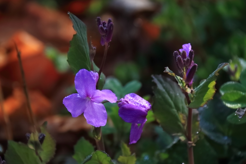 花散歩ショカッサイ