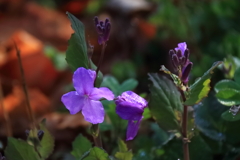 花散歩ショカッサイ