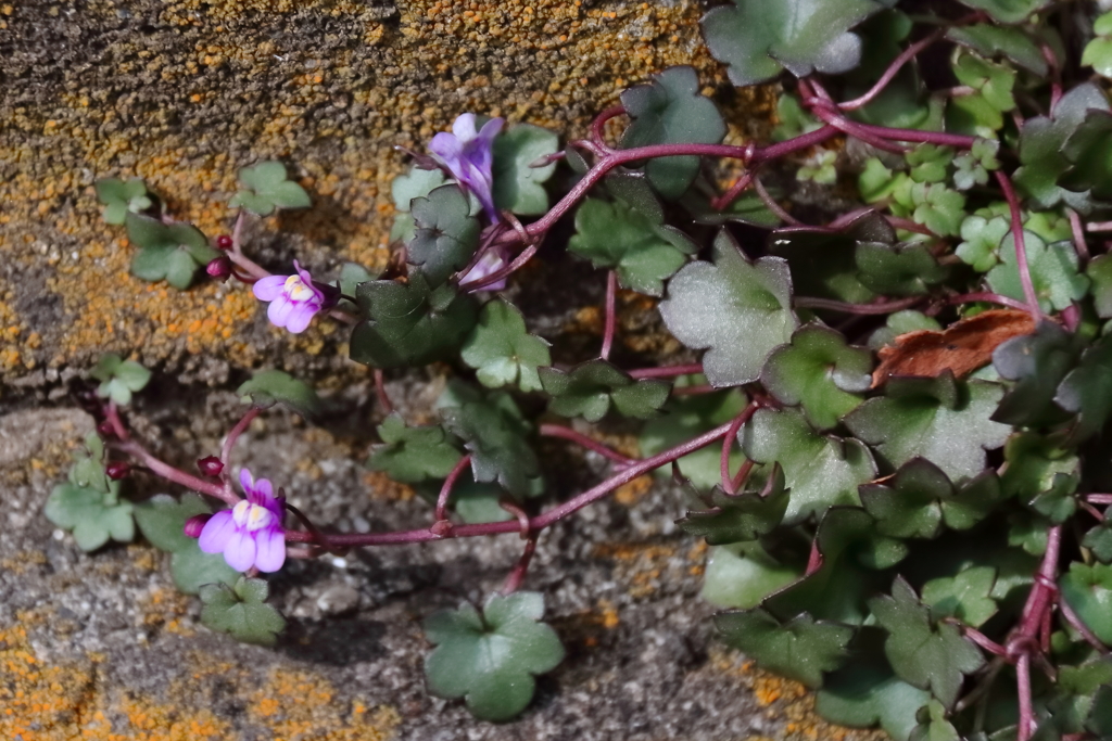 小さな春ツタバウンラン