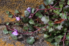 小さな春ツタバウンラン