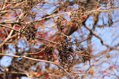 花散歩キブシ２