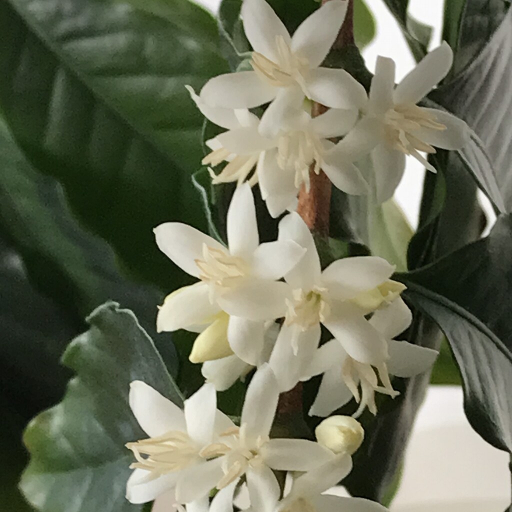 花散歩コーヒー１