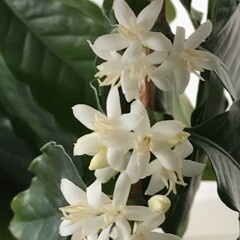 花散歩コーヒー１