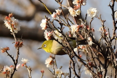 次の花は