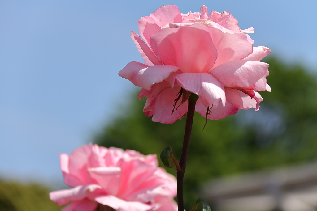 バラ香る７