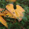 ハートも黄葉