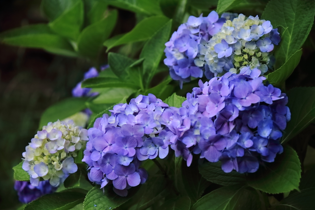 梅雨空あじさい７