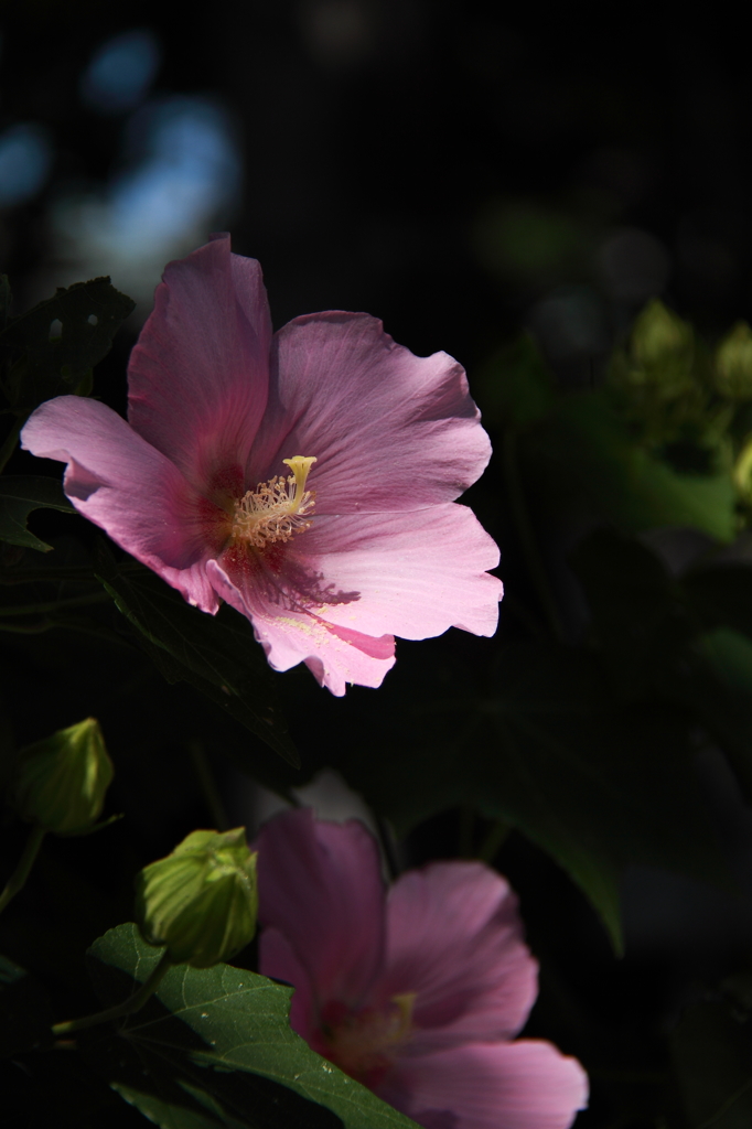 芙蓉2