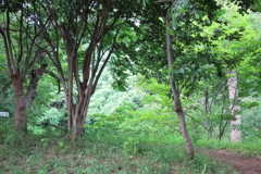 夏の里山