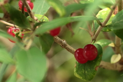 ヒョウタンボクの実赤く