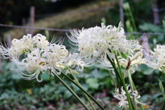 花散歩彼岸花2