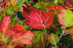 紅葉カシワバアジサイ