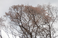 散歩道の巨木桜１