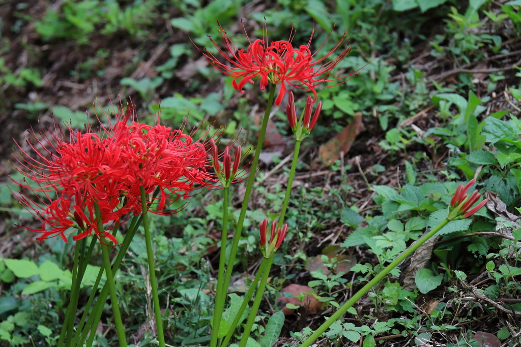 花散歩彼岸花６