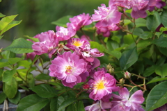 ヨコハマローズウィーク　ブルーランブラー１