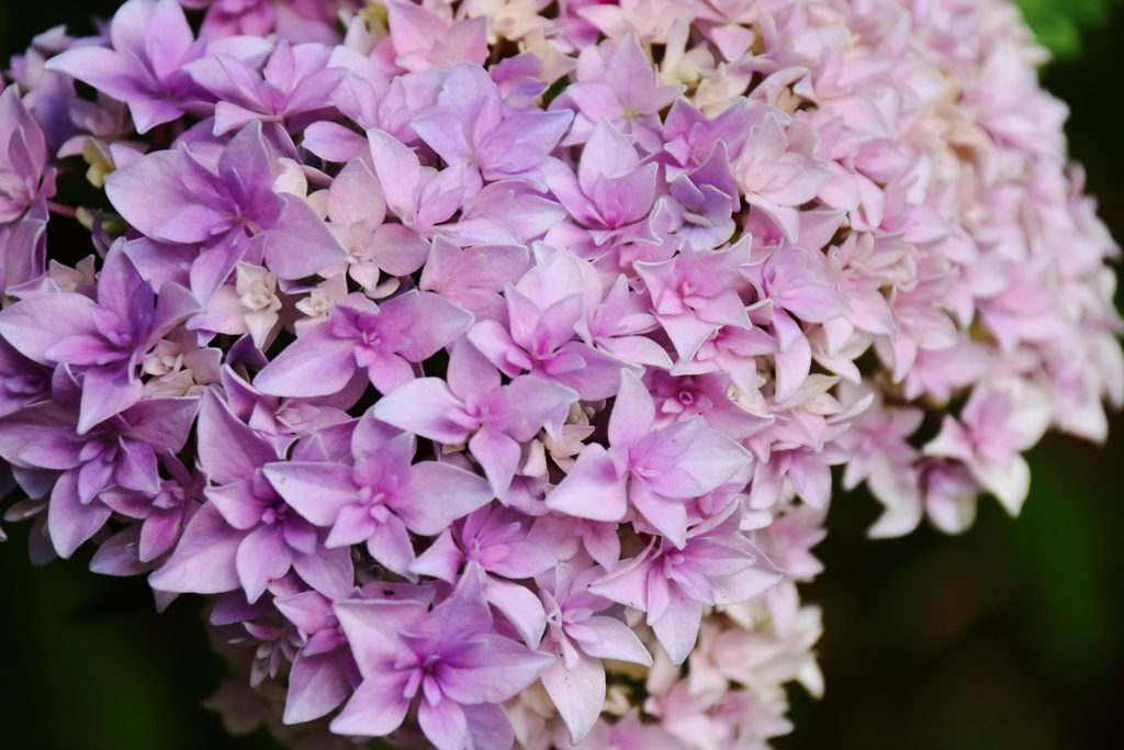 あじさいの彩り６