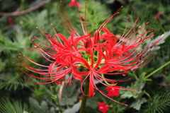 花散歩彼岸花１