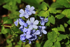 花散歩ルリマツリ