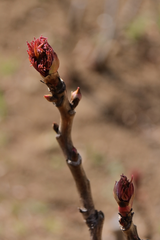 芽吹く２　牡丹