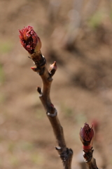 芽吹く２　牡丹
