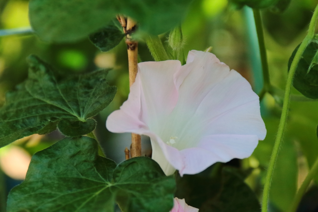 猛暑に頑張る１