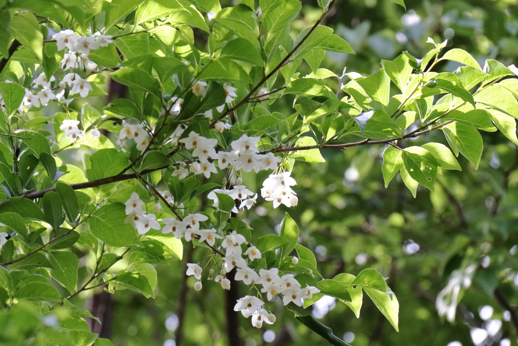 里山散歩エゴノキ２