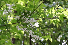 里山散歩エゴノキ２