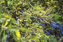 花散歩薄っすらと黄色くアカシヤの蕾２