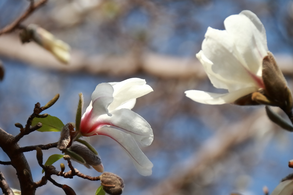 花散歩コブシ咲いた３