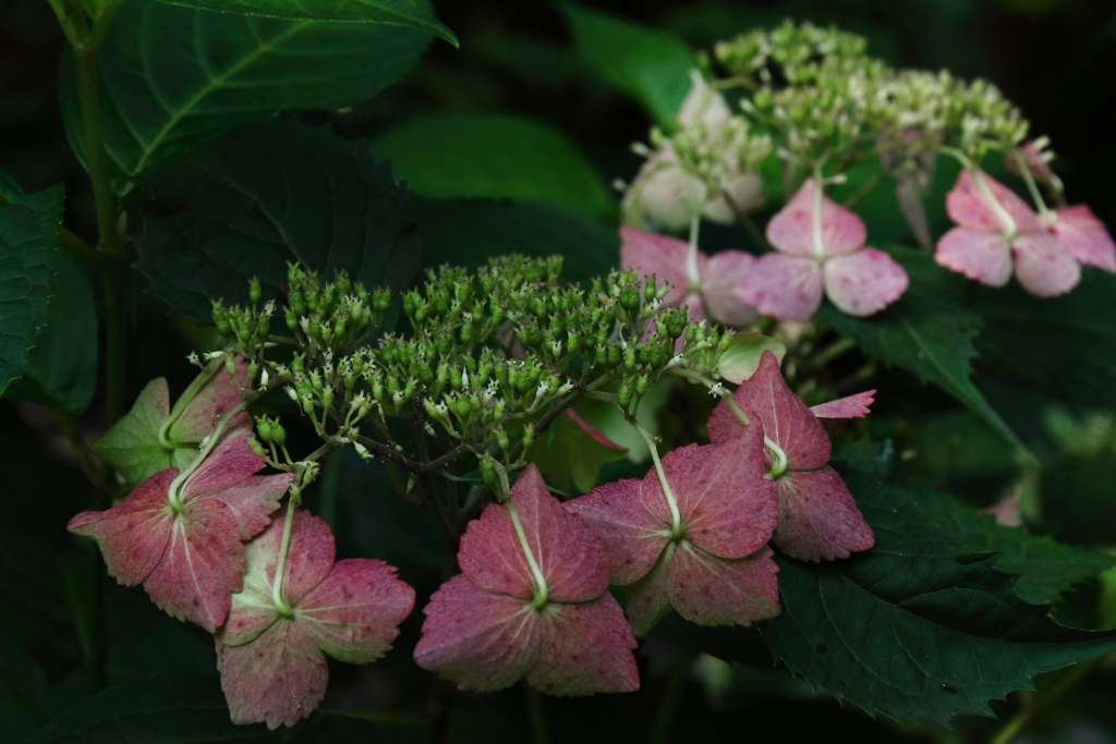 あじさい散歩２