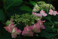 あじさい散歩２