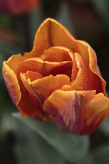 チューリップ2016　19