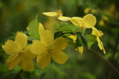 鎌倉花散歩　ヤマブキ