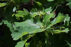 花散歩柏