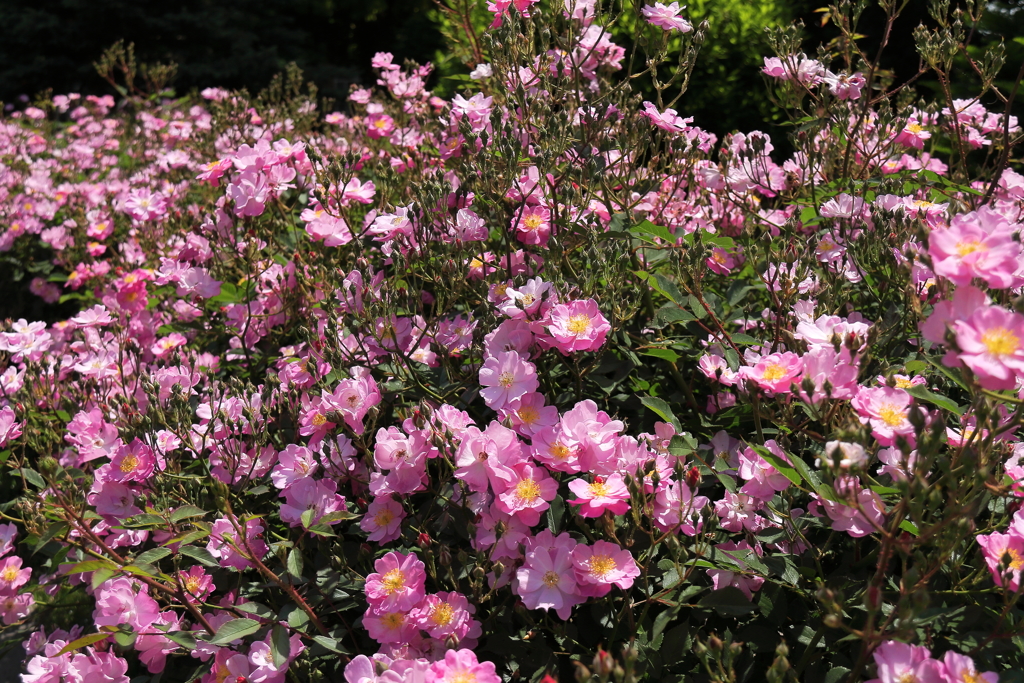 ヨコハマローズウィーク　ラベンダードリーム