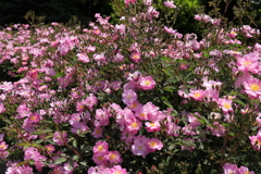 ヨコハマローズウィーク　ラベンダードリーム