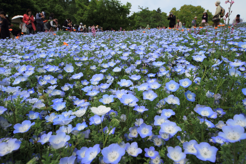 ネモフィラの丘