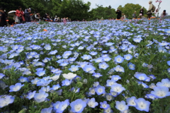 ネモフィラの丘