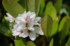 里山散歩シャリンバイ１