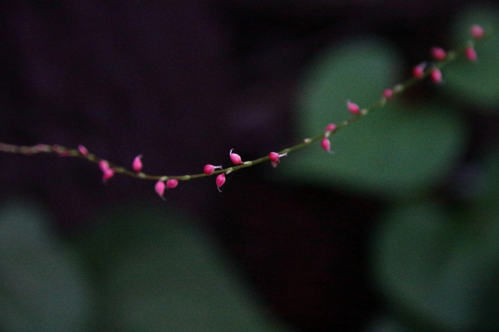 里山花散歩ミズヒキ