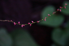 里山花散歩ミズヒキ