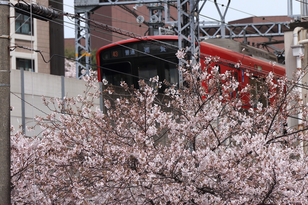電車と桜の風景３
