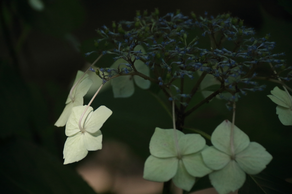 あじさい散歩１