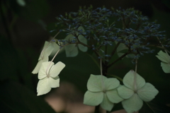 あじさい散歩１