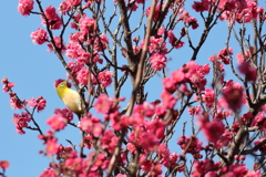 樹上のめじろ３