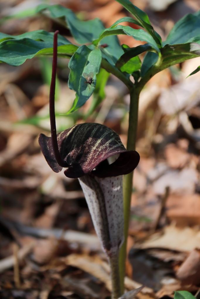 ウラシマソウ１