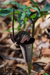 ウラシマソウ１