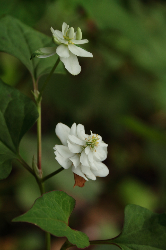 花散歩　八重咲きドクダミ２