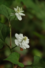 花散歩　八重咲きドクダミ２