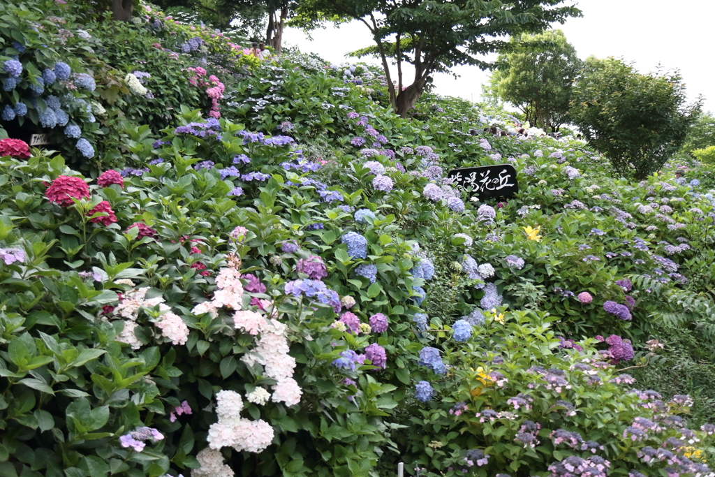 紫陽花の丘１